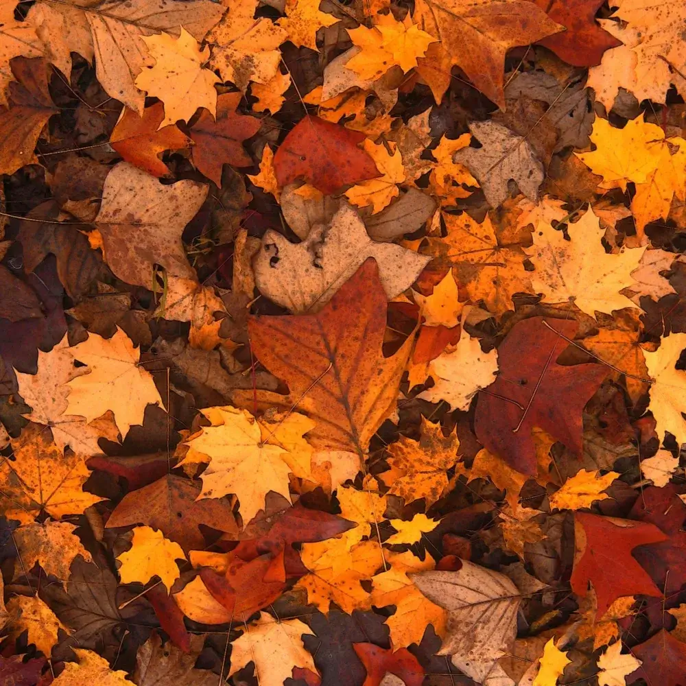 A close-up of colorful autumn leaves in shades of orange, yellow, and brown scattered on the ground. - Home Instead