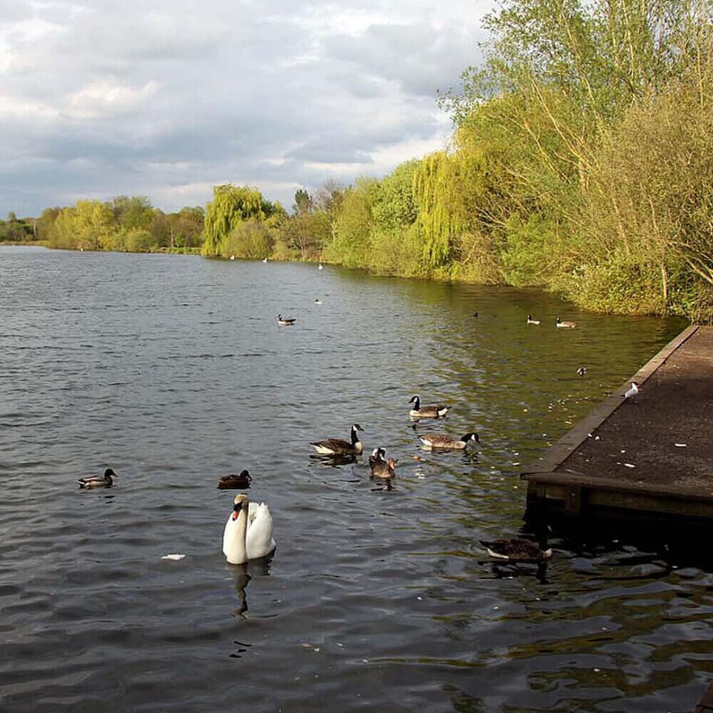 A tranquil lake scene with swans and ducks near a wooden pier, surrounded by lush green trees under a cloudy sky. - Home Instead