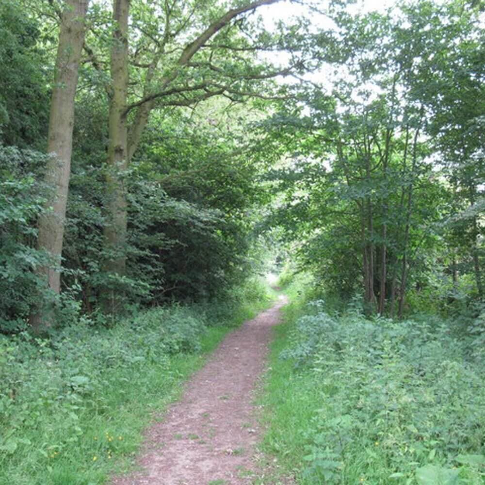 A narrow dirt path winds through dense green foliage and trees on a bright, clear day. - Home Instead