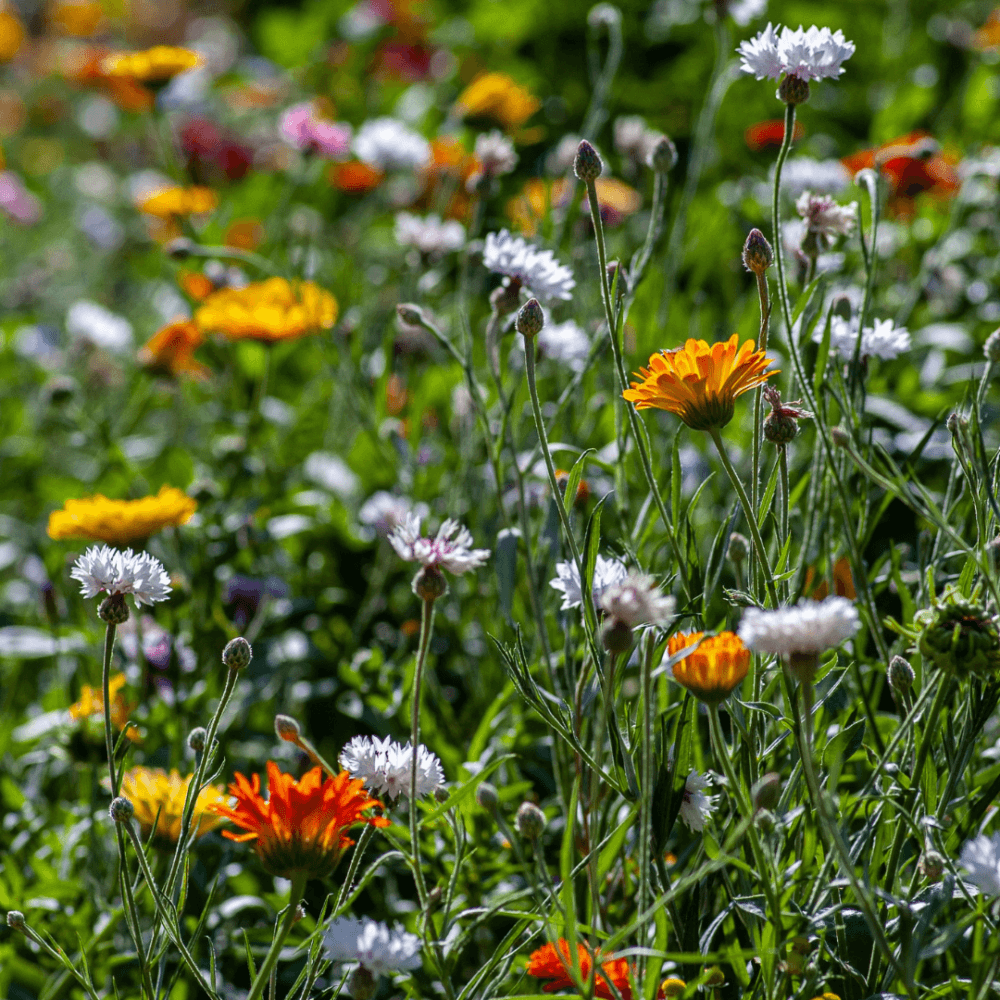 A vibrant garden filled with various colorful flowers, including orange, red, and white blossoms, against a lush green backdrop. - Home Instead