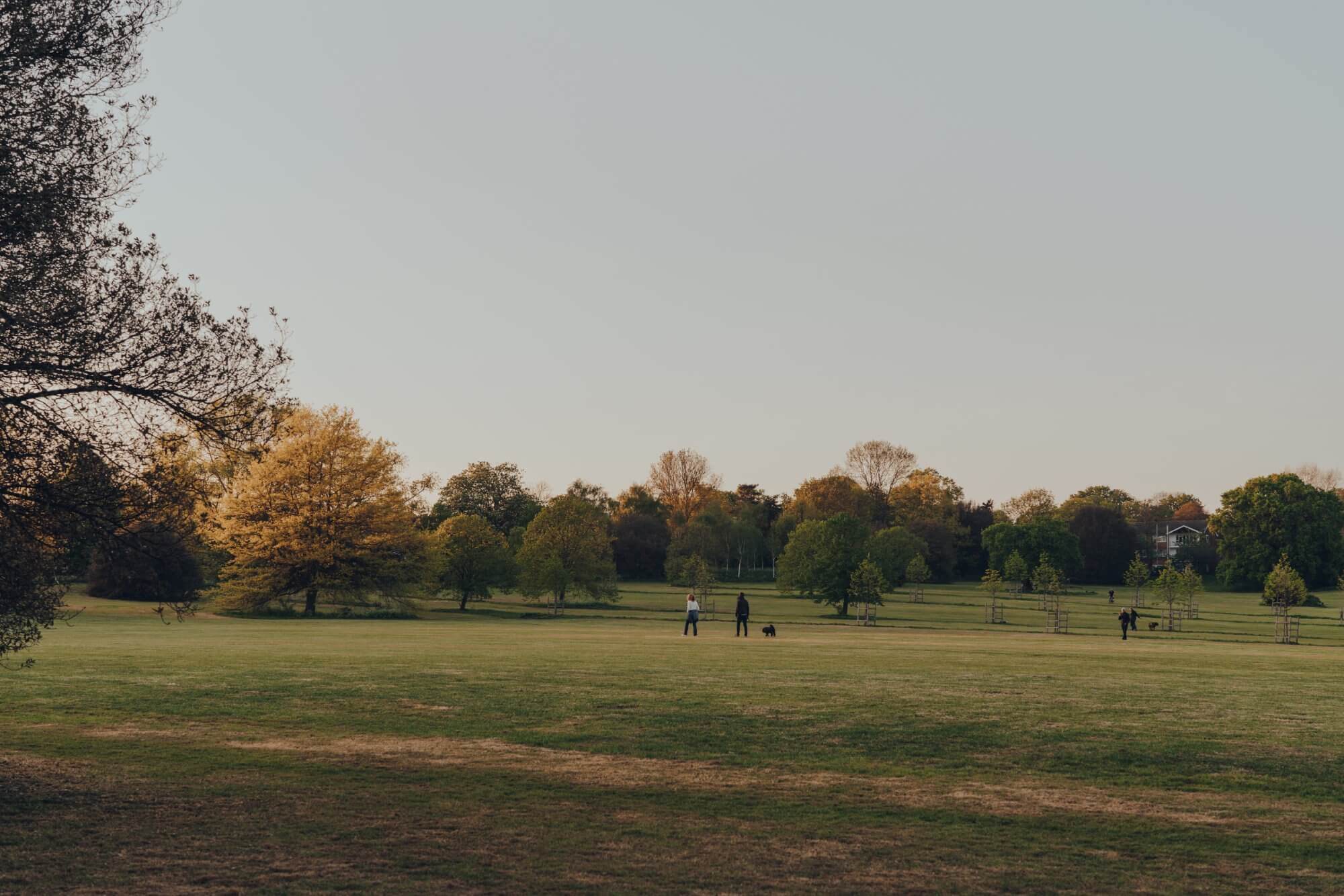 Two people and a dog walking in a large park with scattered trees during the early evening. - Home Instead