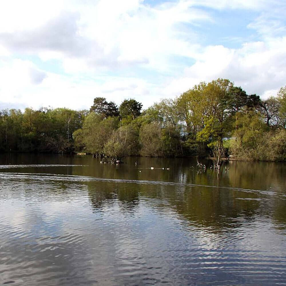 A serene lake with trees and shrubs along the shoreline, under a partly cloudy sky. A few birds are visible on the water. - Home Instead