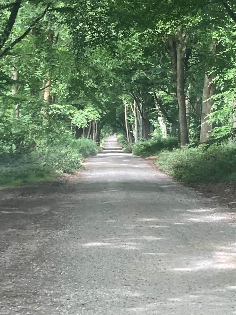 A gravel path extends straight through a dense, green forest on a sunny day. - Home Instead