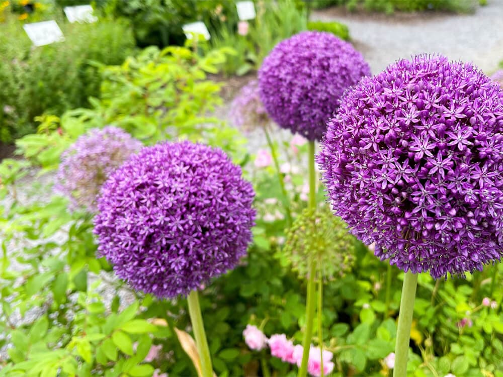 Purple allium flowers in full bloom in a garden, with green foliage and pathway signs in the background. - Home Instead