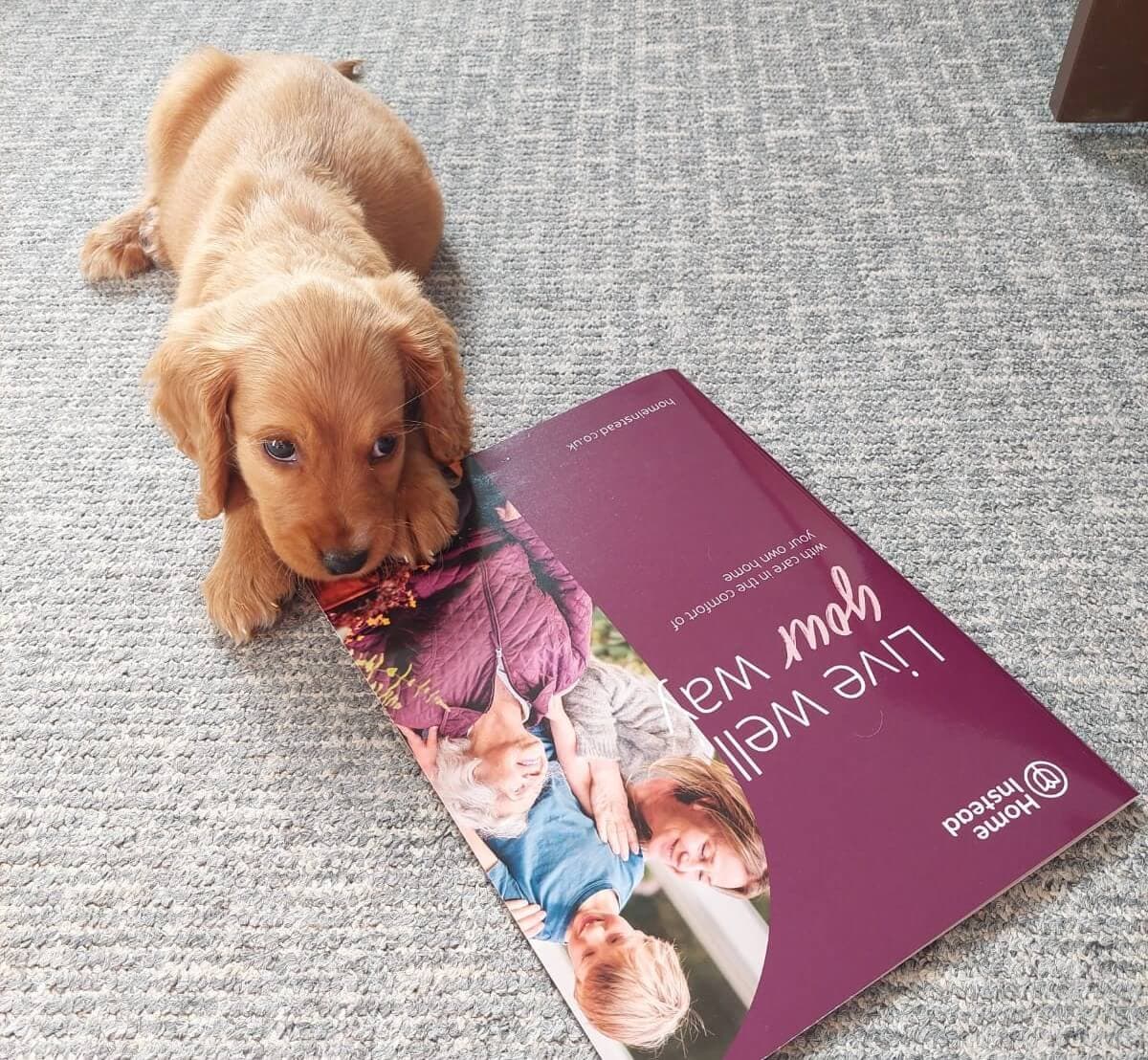 A small brown puppy lies on a carpet, chewing the edge of a magazine with family pictures on the cover. - Home Instead