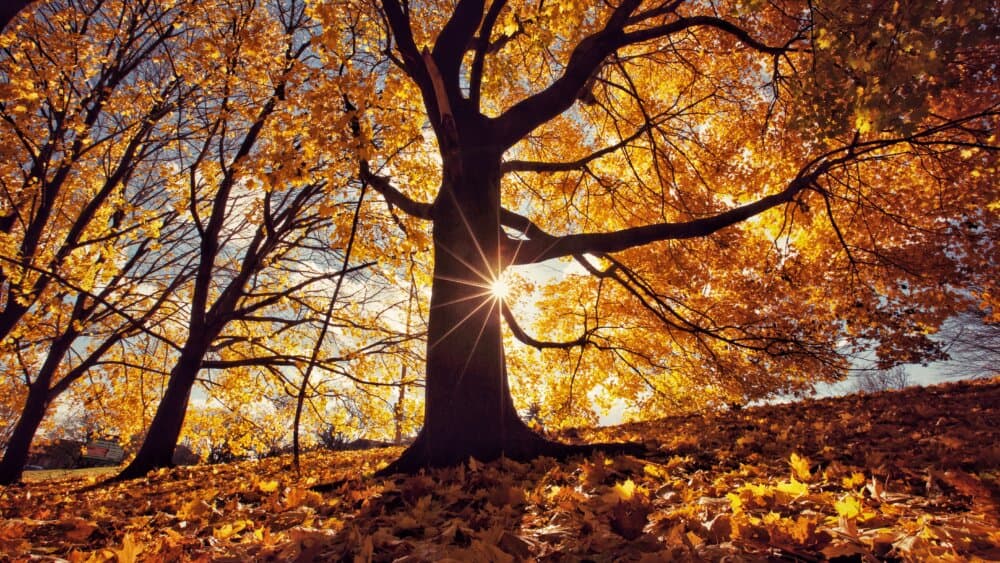 Sun shining through fall leaves of trees, casting shadows on the ground covered in autumn foliage. - Home Instead