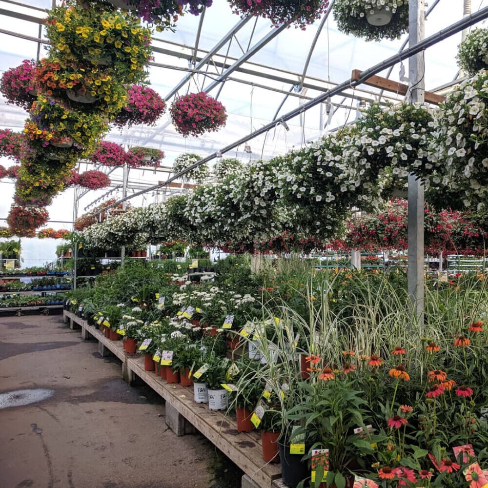 A greenhouse filled with various hanging flower baskets, potted plants, and greenery on display. - Home Instead