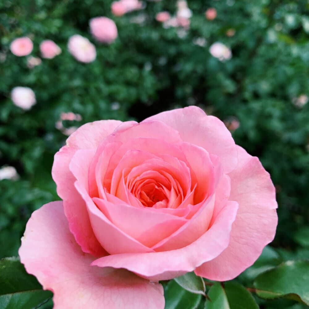 Close-up of a pink rose surrounded by green foliage and more pink roses in the background. - Home Instead