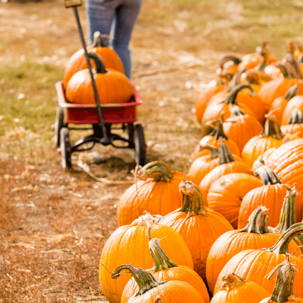 A person pulls a red wagon with pumpkins beside rows of pumpkins in a field. - Home Instead