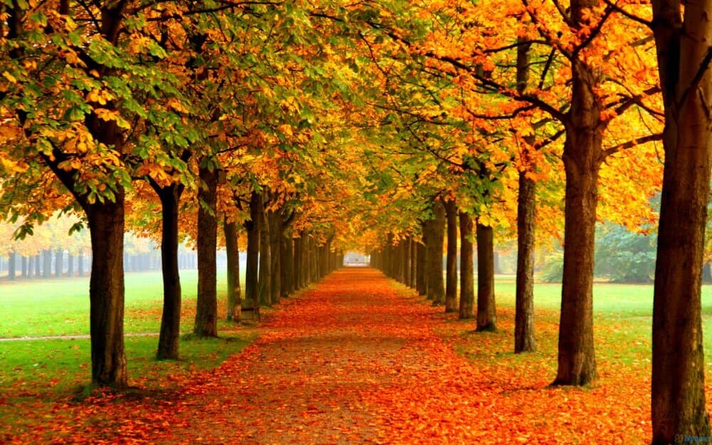 A tree-lined pathway covered with orange and yellow autumn leaves, stretching into the distance. - Home Instead