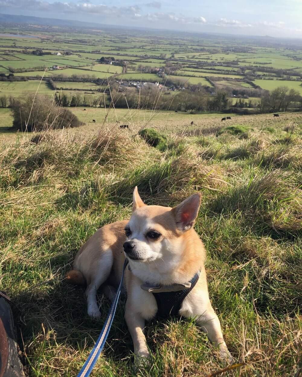 A Chihuahua is lying on the grass, overlooking a vast, green countryside with fields and hedgerows stretching to the horizon. - Home Instead