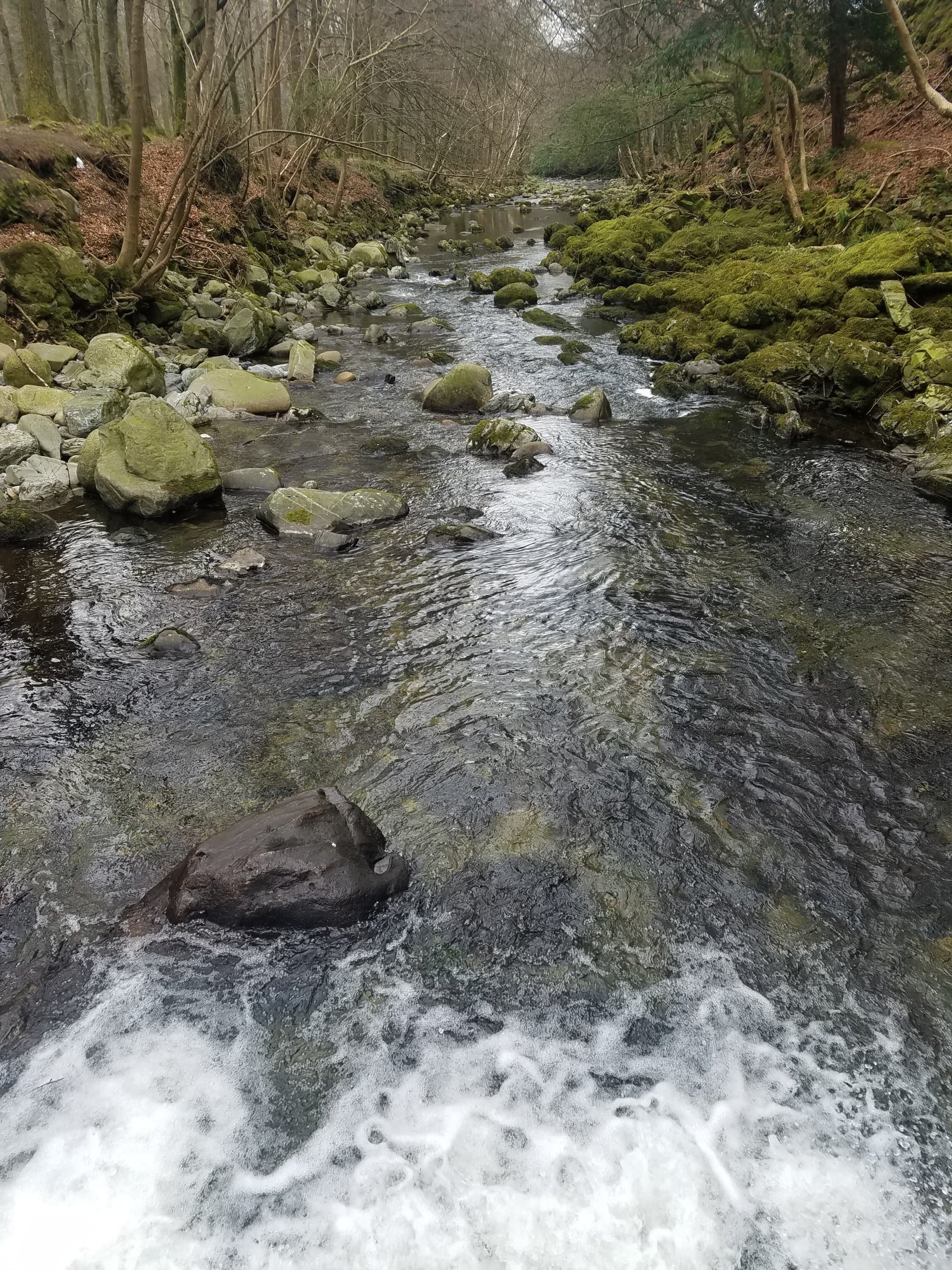 A serene forest stream with clear water flowing over rocks and moss-covered banks under a canopy of trees. - Home Instead