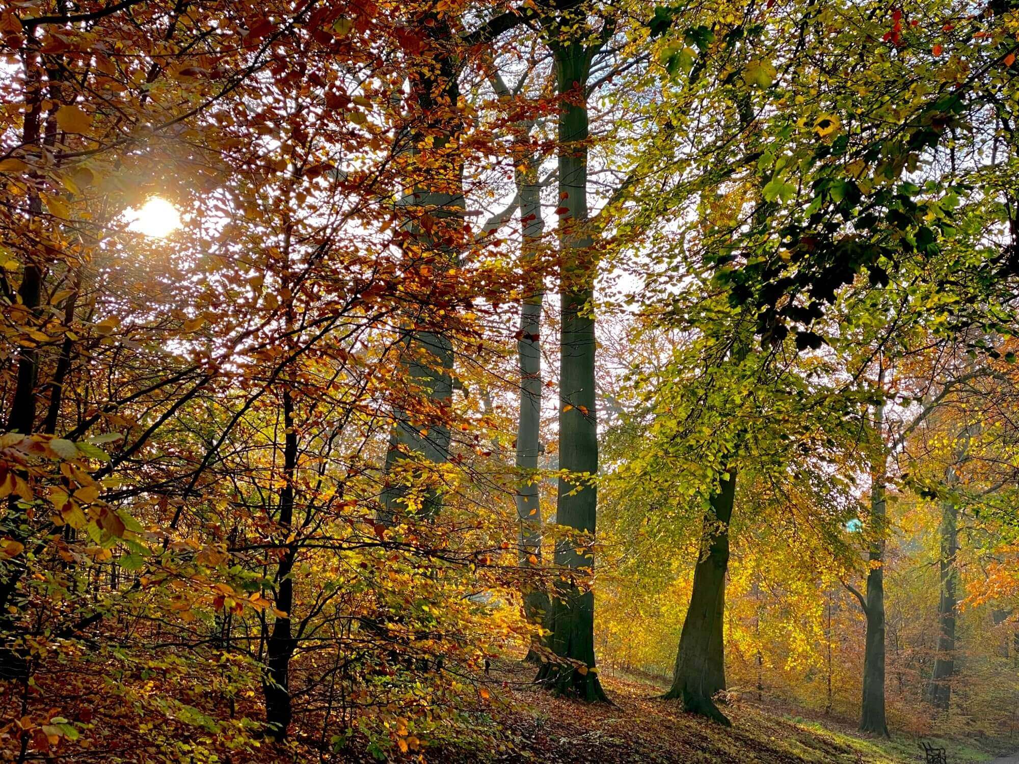 Sunlight shining through a forest with tall trees and autumn foliage, casting a warm, golden light on the scene. - Home Instead