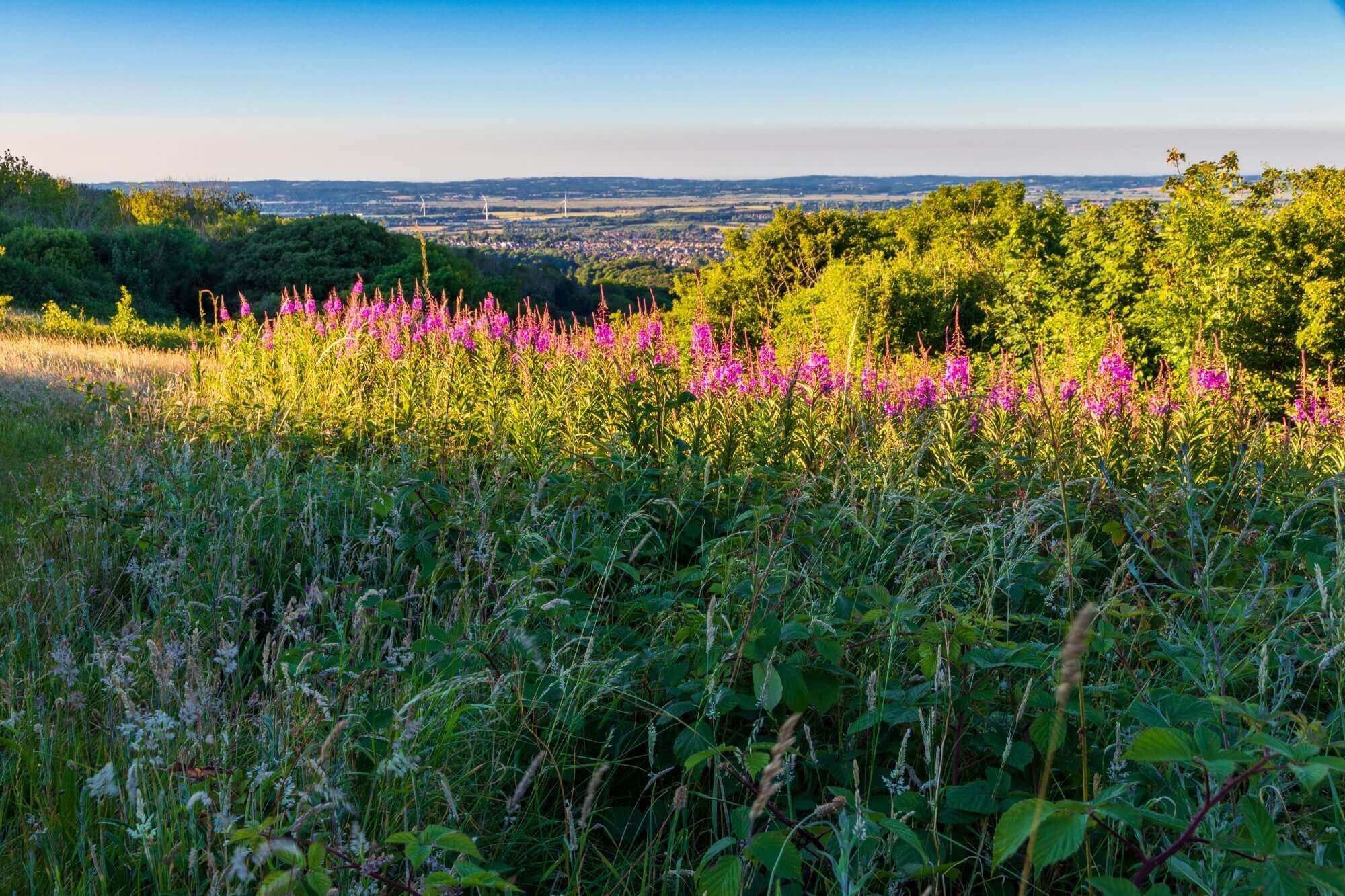 A meadow with purple flowers under a clear blue sky, with a distant view of a valley and woods. - Home Instead