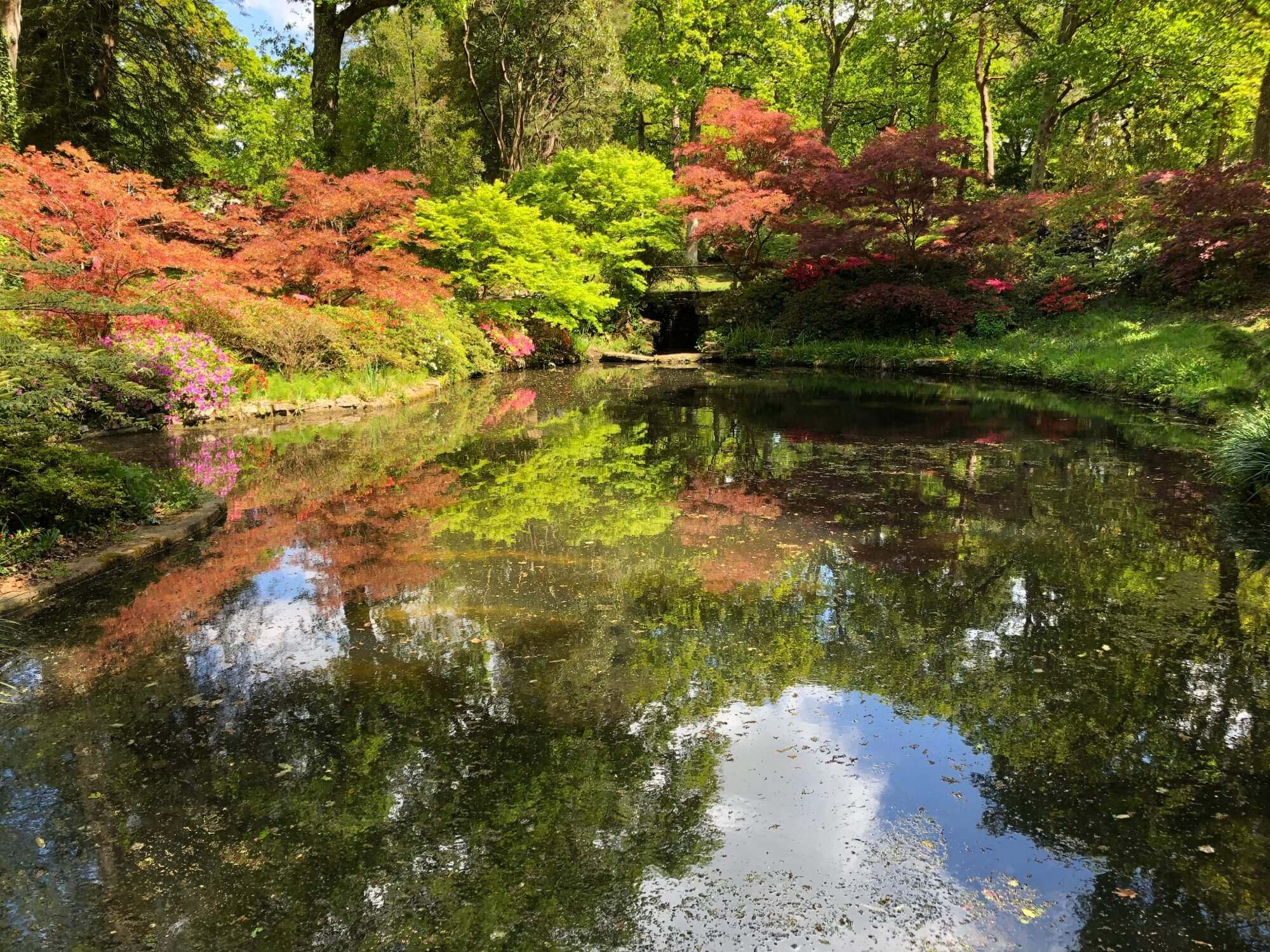 A tranquil pond surrounded by vibrant green, red, and pink foliage, reflecting trees and a blue sky with fluffy clouds. - Home Instead