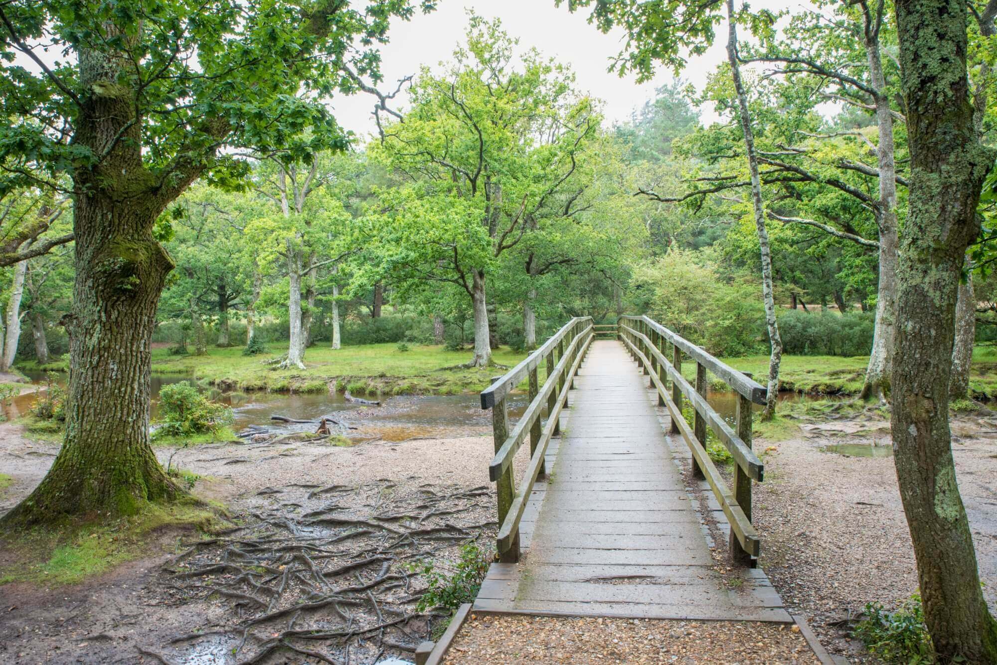 Wooden bridge leading through a lush, green forest with visible tree roots and a small stream underneath. - Home Instead