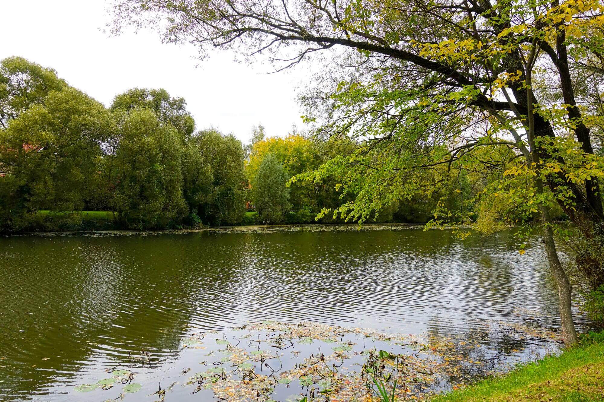 A serene pond surrounded by lush green trees on a cloudy day, with leaves and plants floating in the water. - Home Instead