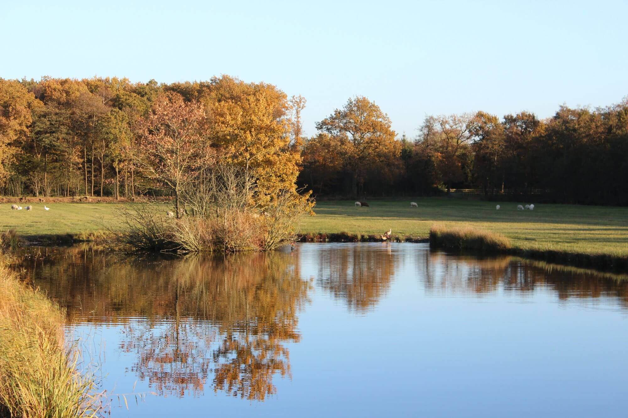 A calm pond reflects trees with autumn foliage under a clear sky, with sheep grazing in the background. - Home Instead