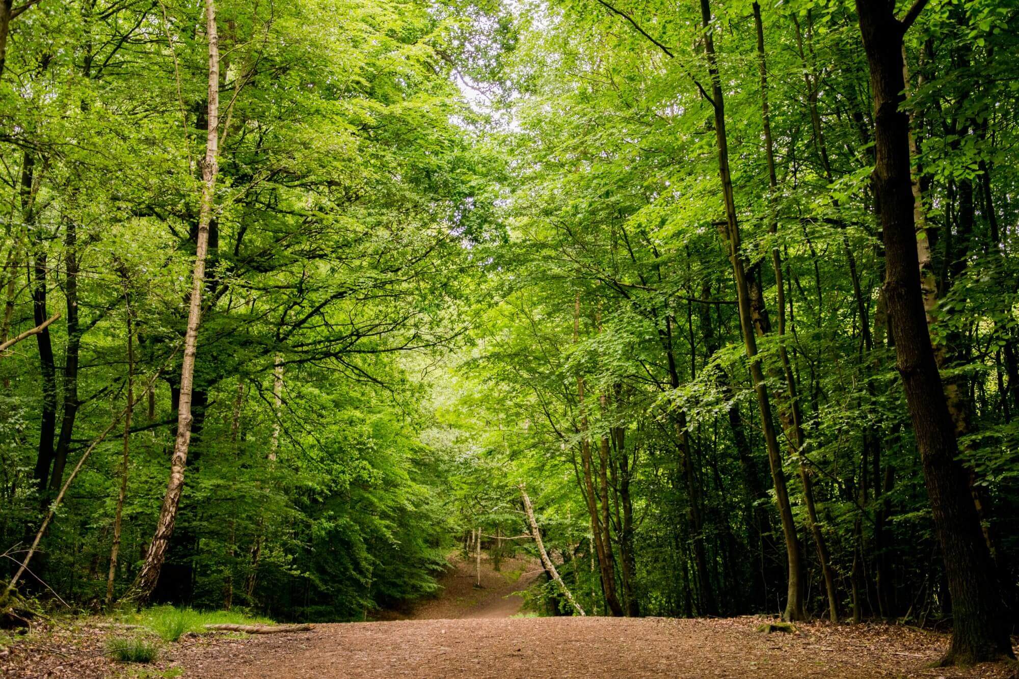 A forest pathway surrounded by lush green trees with sunlight filtering through the foliage. - Home Instead