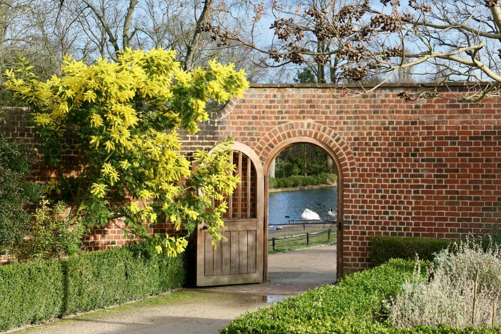 Brick wall with wooden arched gate opens to view of pond with swan, foliage, and tree branches with yellow flowers. - Home Instead