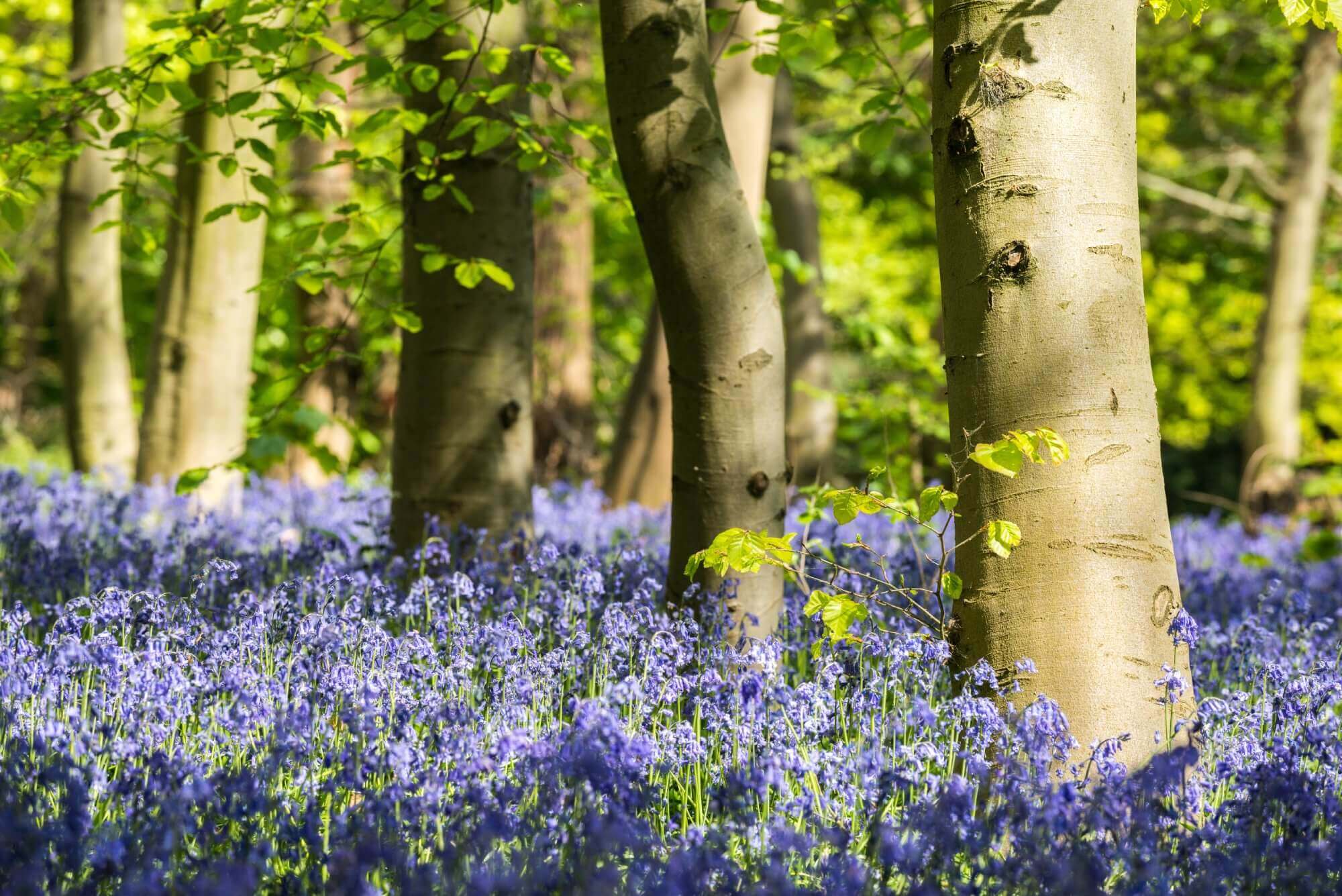 Purple flowers bloom in a sunlit forest, with tree trunks amidst a vibrant carpet of blossoms and greenery. - Home Instead
