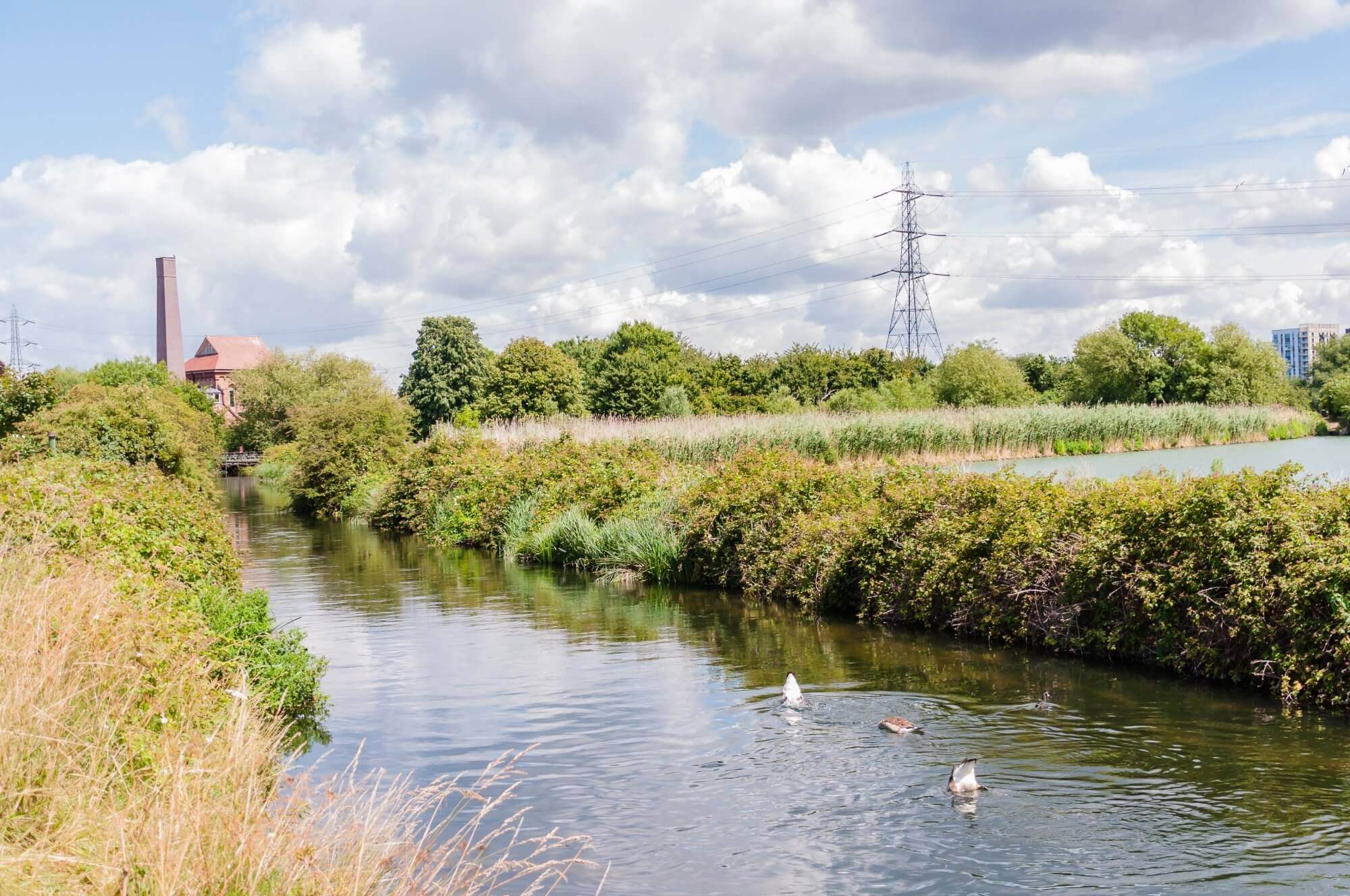 A serene waterway with ducks, surrounded by lush greenery, power lines, and a building in the background under a cloudy sky. - Home Instead