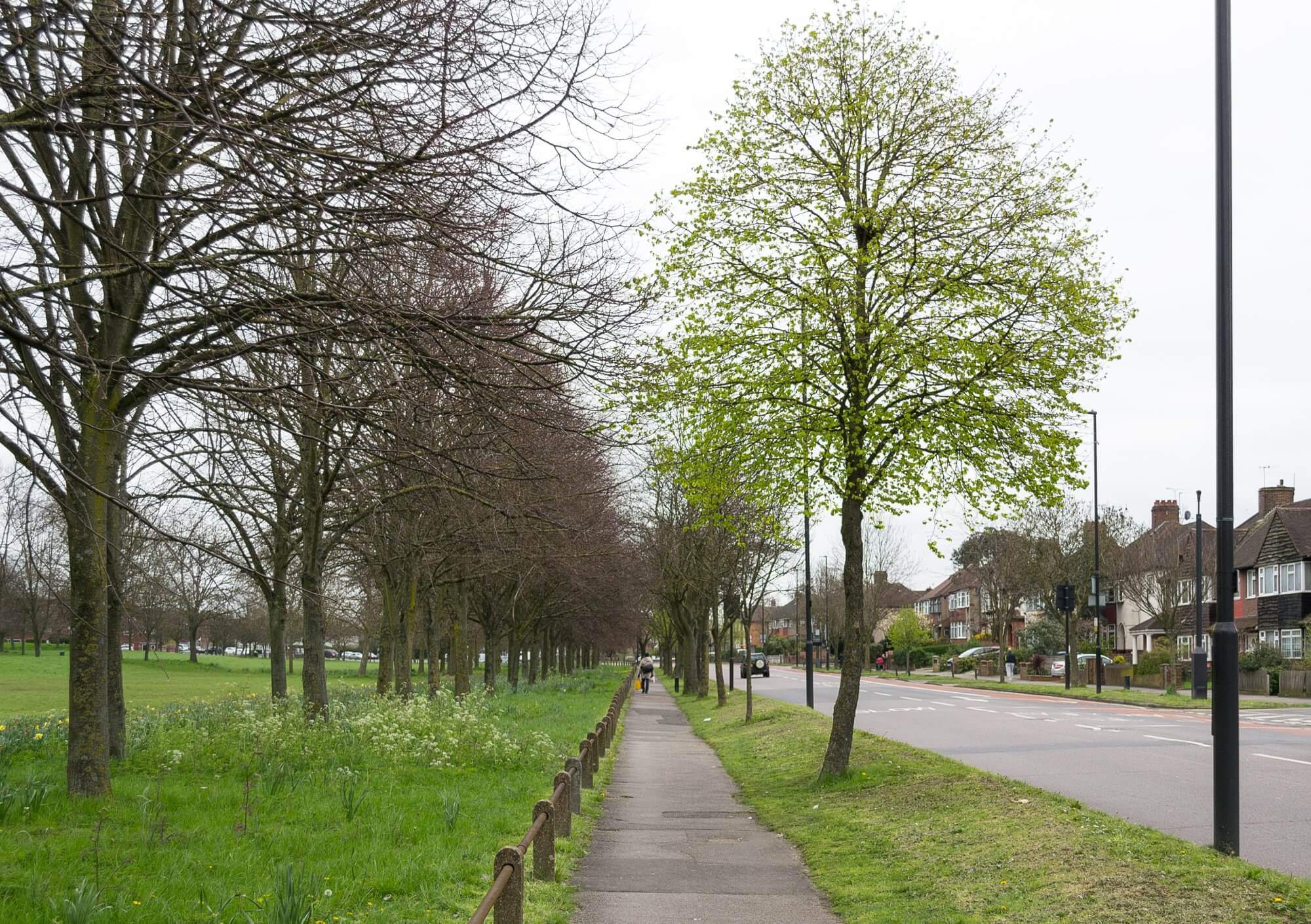 A sidewalk beside a suburban road lined with trees; one tree has green leaves, while others are bare, with houses in the background. - Home Instead