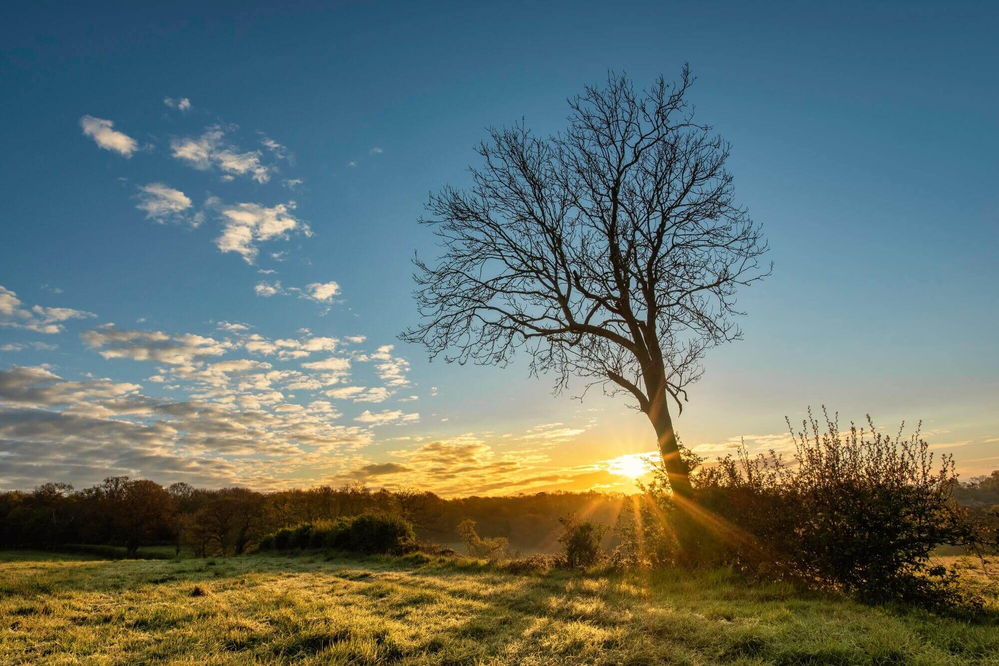 A solitary tree stands in a grassy field with a vibrant sunrise in the background, casting golden light across the scene. - Home Instead
