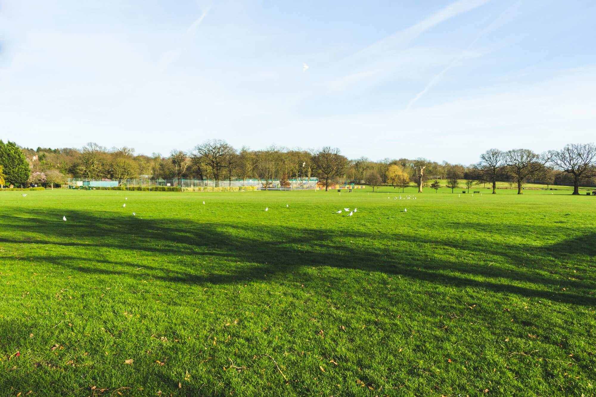 A vast green park with scattered birds, distant trees, and a bright blue sky with light clouds. - Home Instead