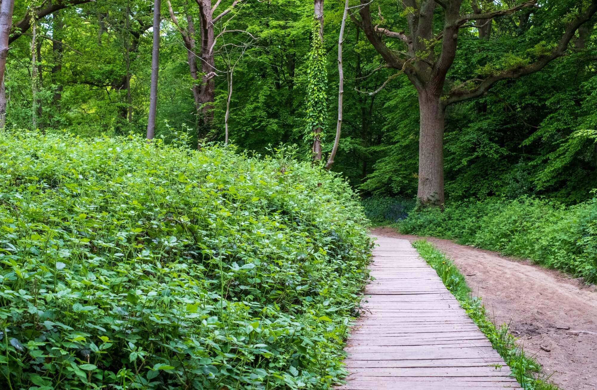 A wooden pathway winds through a lush, green forest with trees and dense foliage. - Home Instead