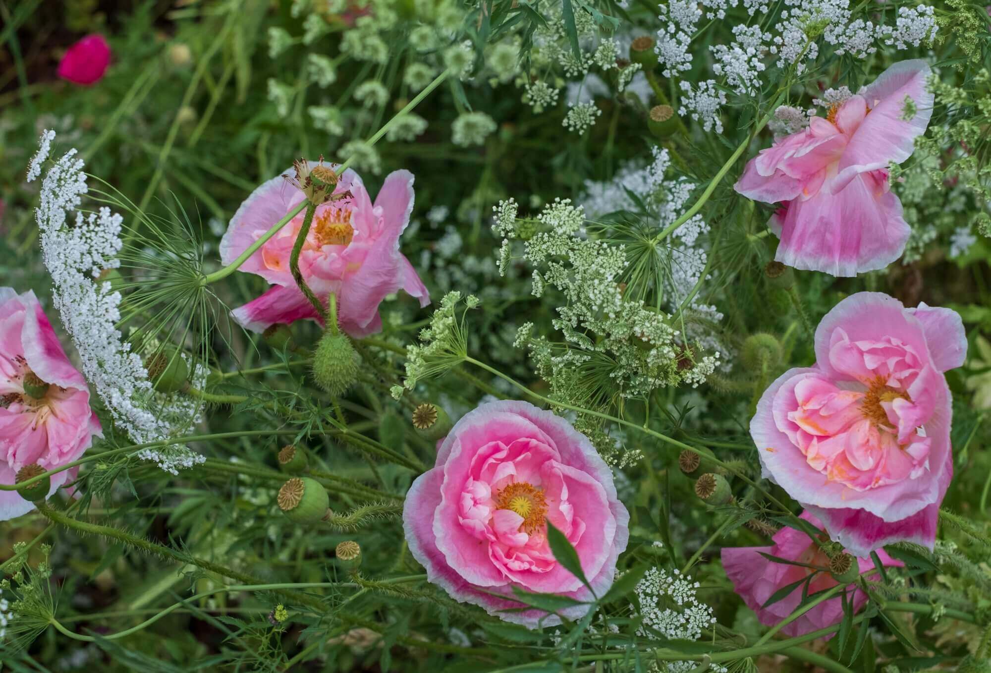 Pink flowers and delicate white blooms in a lush green garden background. - Home Instead