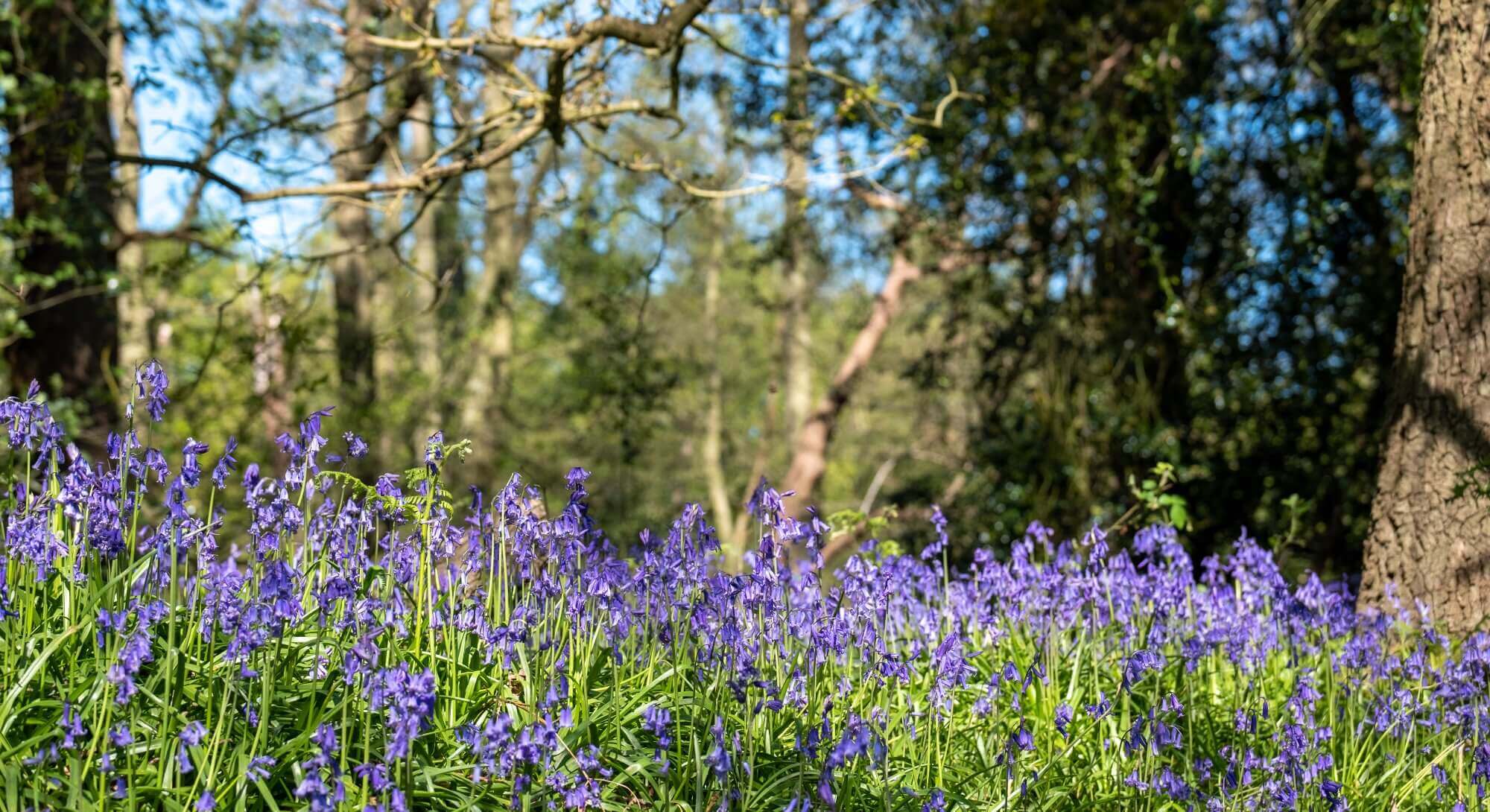 A field of purple flowers in the foreground with trees and a clear blue sky in the background. - Home Instead