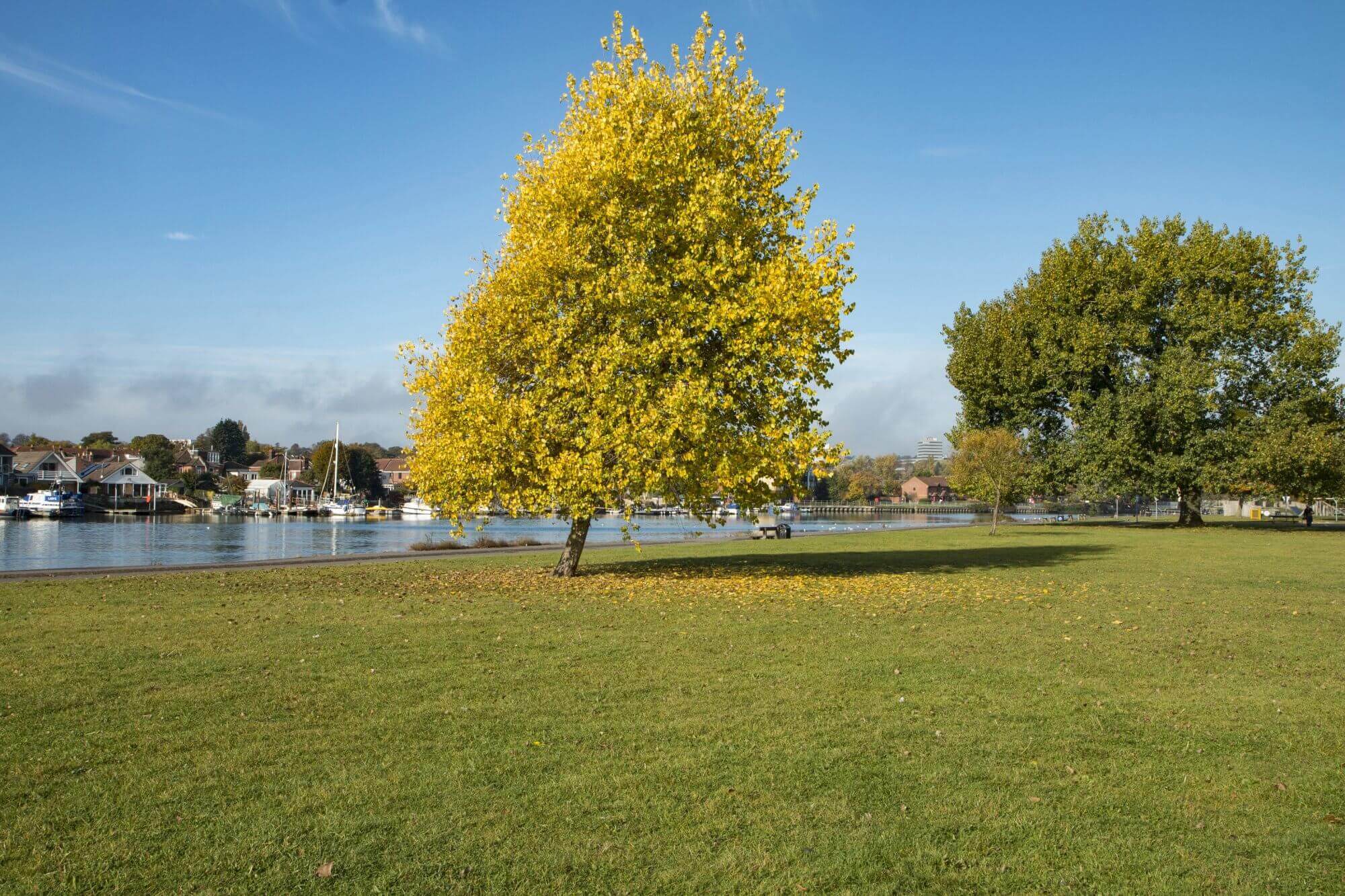 A yellow tree and a green tree by a river, with houses and boats in the background on a sunny day. - Home Instead Southampton