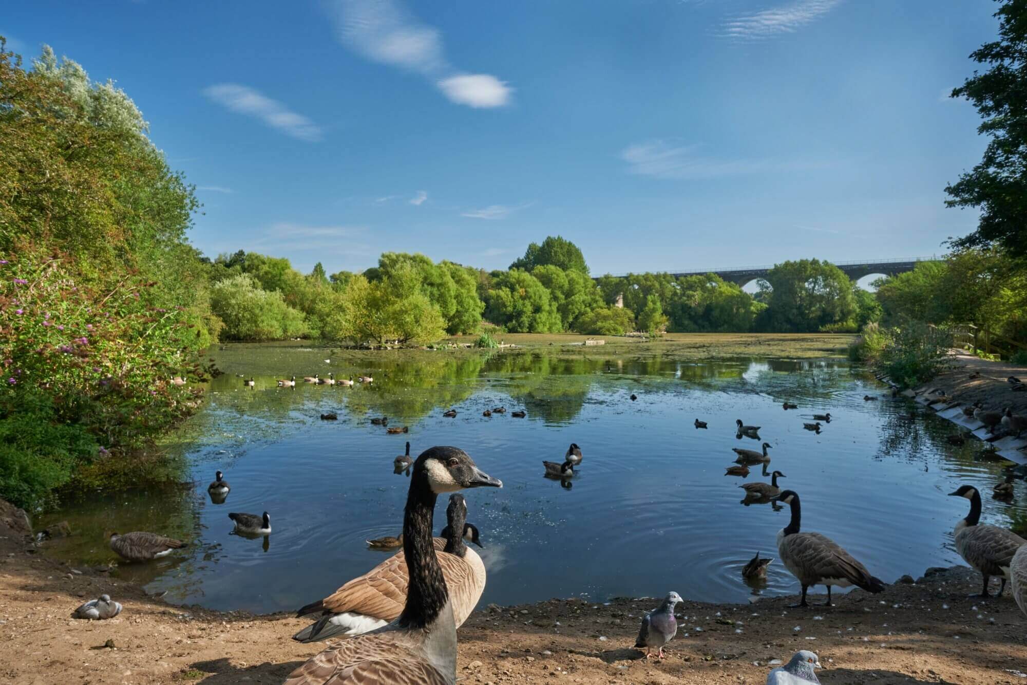 A serene pond with ducks and geese, surrounded by lush greenery and a distant bridge under a clear blue sky. - Home Instead
