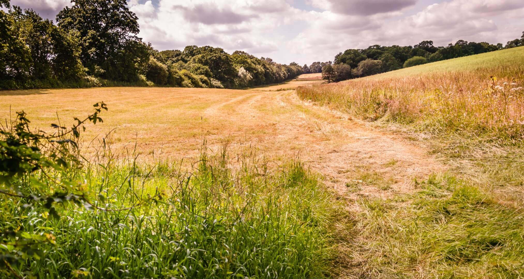 A grassy path winds through a sunlit field with trees in the background under a partly cloudy sky. - Home Instead
