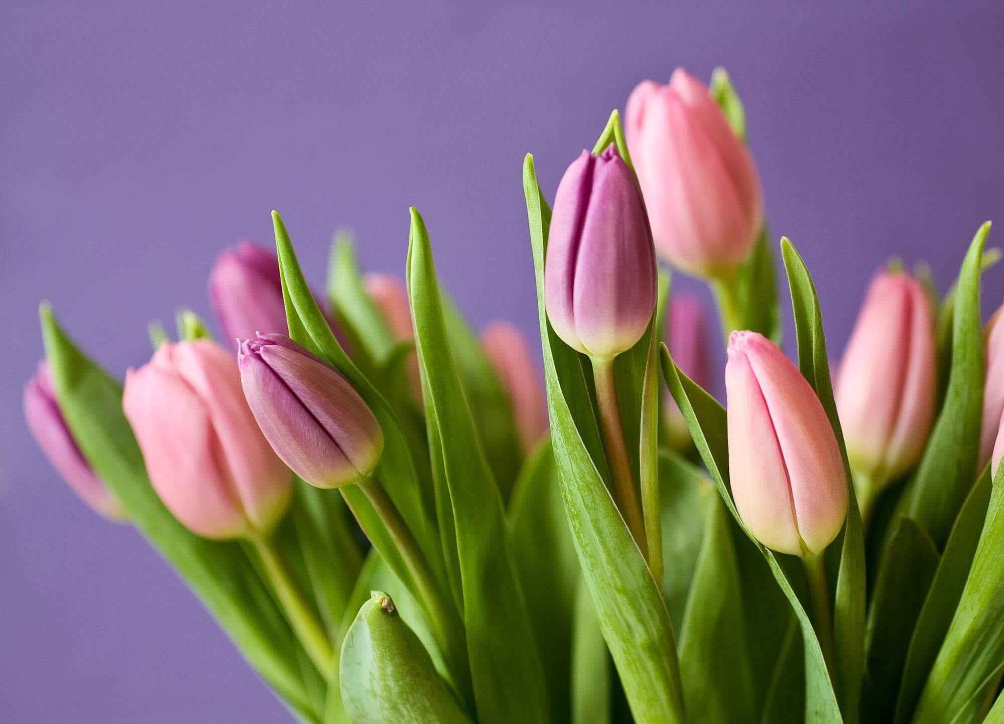 Close-up of pink and purple tulips with green leaves against a lavender background. - Home Instead