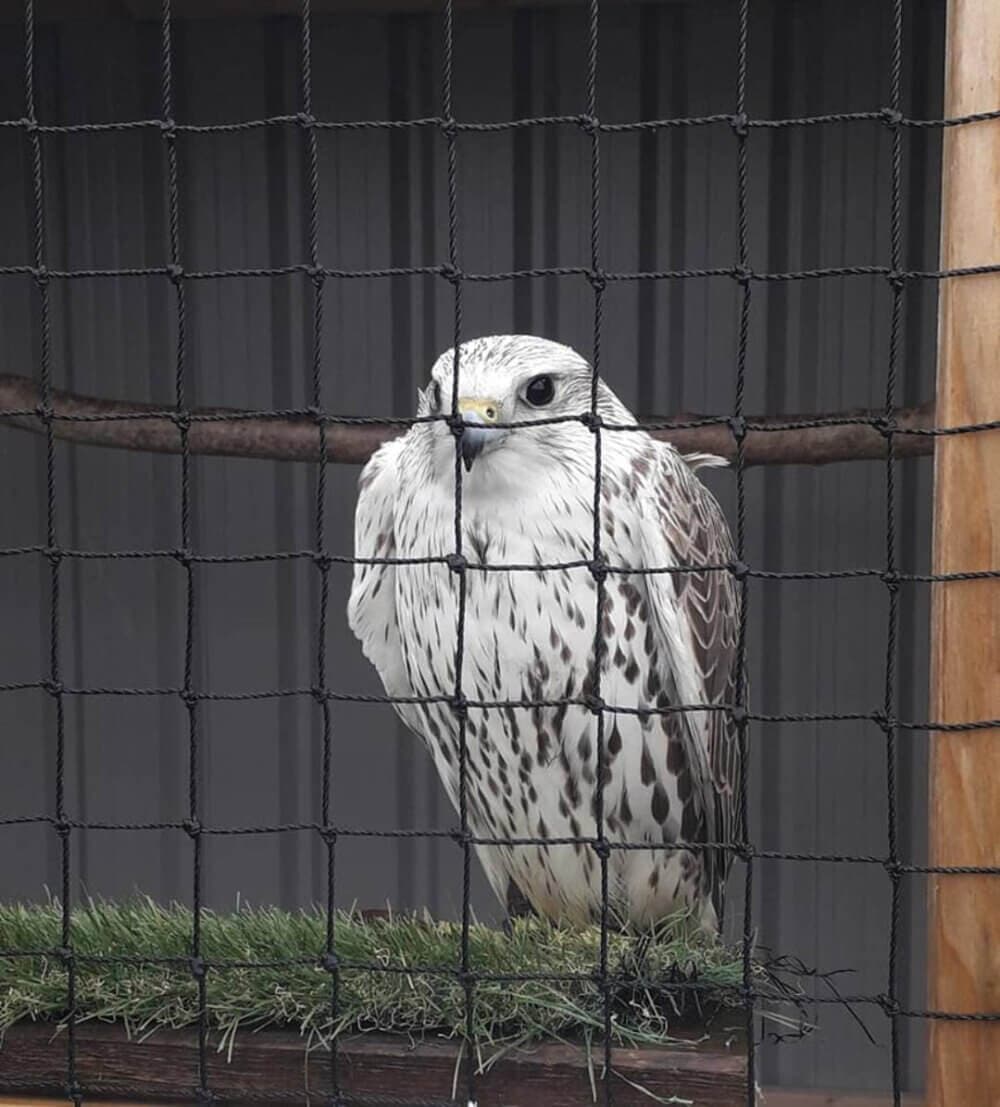 A raptor with white and brown feathers stands behind a mesh screen on a perch with grass covering inside a cage. - Home Instead