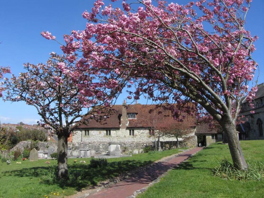 Two blooming cherry blossom trees by a stone path in a sunny courtyard with rustic buildings in the background. - Home Instead