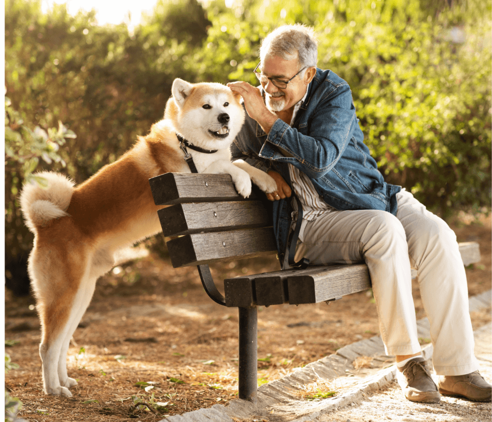 An elderly man in a denim jacket joyfully interacts with a large, tan and white dog beside a park bench on a sunny day. - Home Instead