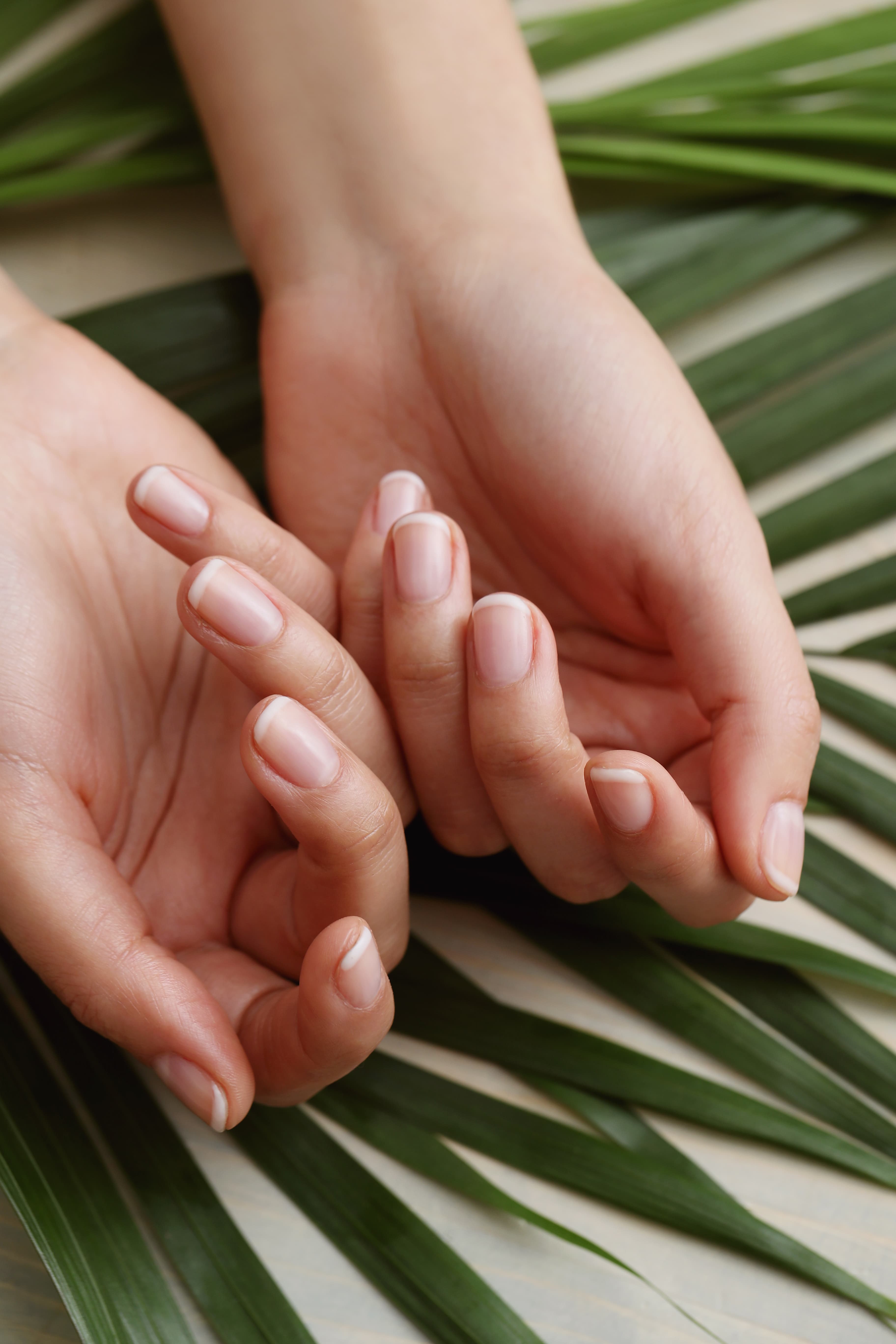 Close-up of two hands with natural, neatly manicured nails resting on green palm leaves. - Home Instead