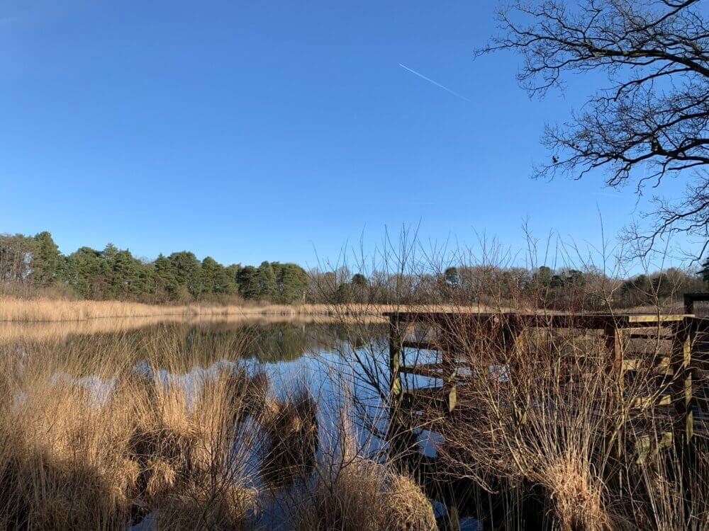A serene lake with dry grasses and a wooden pier, surrounded by trees under a clear blue sky. - Home Instead