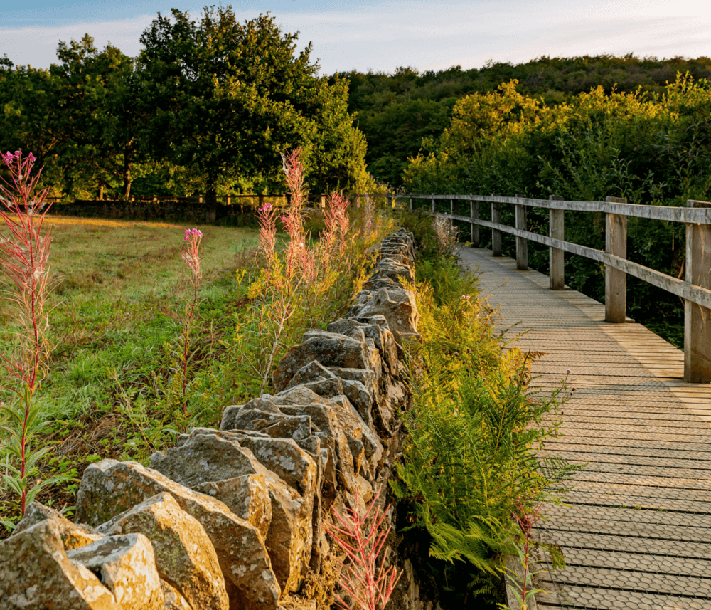 A wooden walkway next to a stone wall flanked by green trees and plants under a sunny, blue sky. - Home Instead