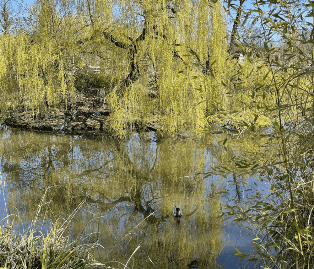 A weeping willow with hanging branches reflected in a calm pond, with two ducks swimming near the reeds. - Home Instead