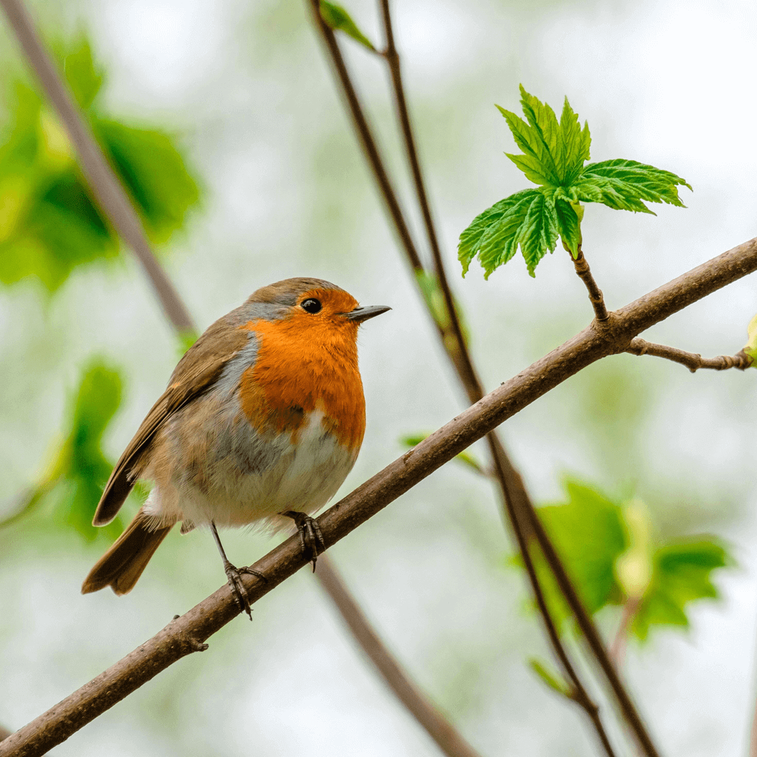 A robin with a bright orange breast perched on a tree branch with fresh green leaves. - Home Instead