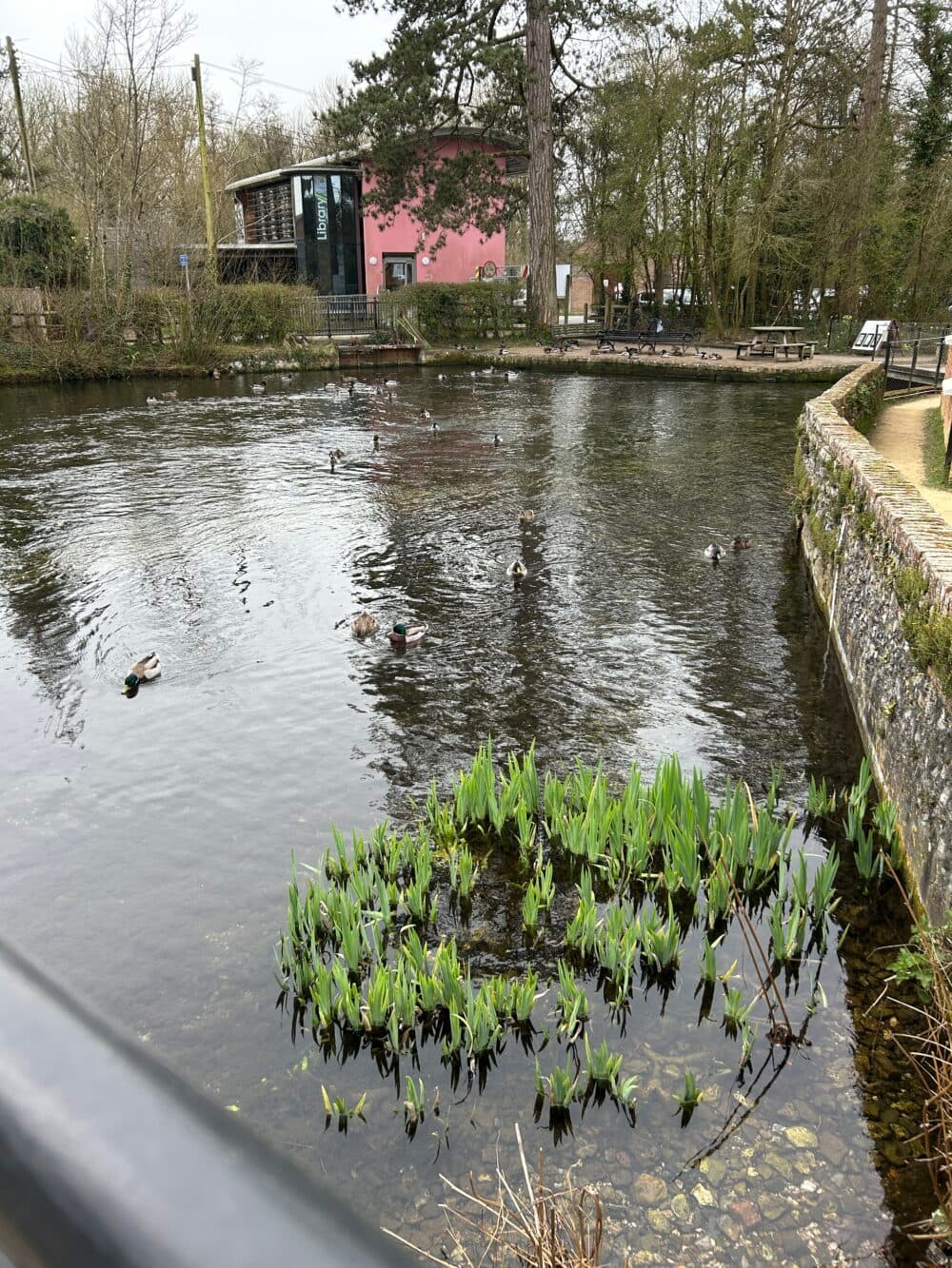 Duck pond at Whitchurch Silk Mill, looking across the pond to the modern library building and showing ducks swimming and reeds growing through the water in the foreground.