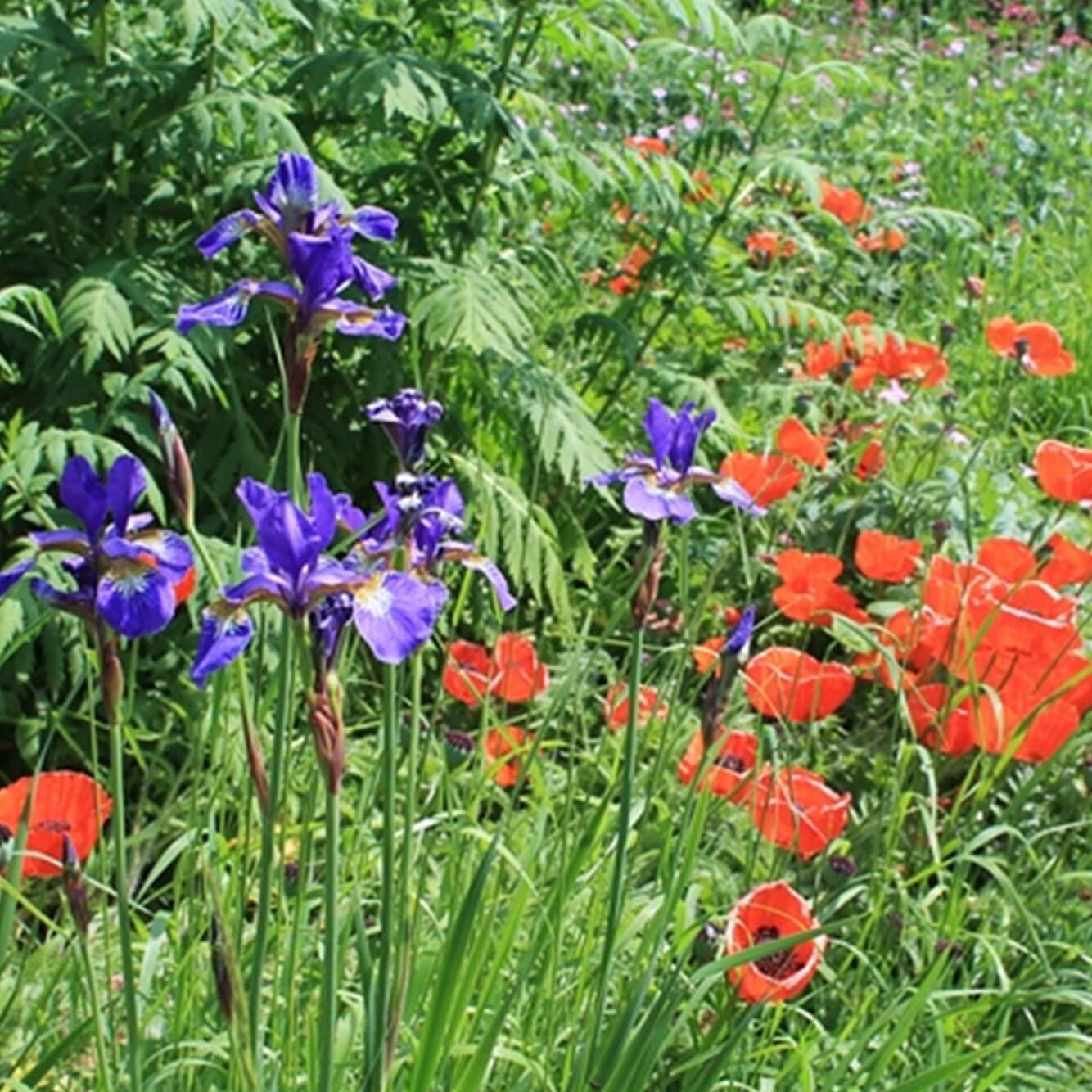 A garden with purple irises and red poppies in full bloom amid lush green foliage. - Home Instead