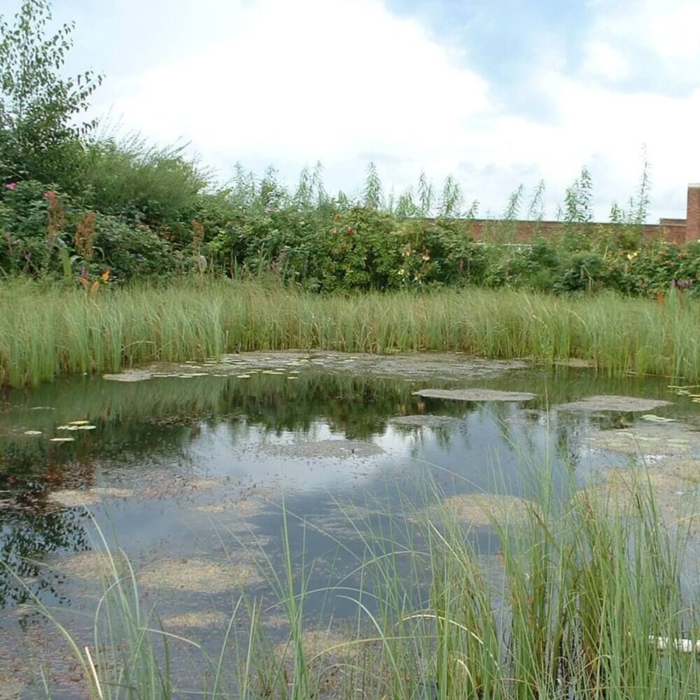 A small pond surrounded by tall grass and dense vegetation under a cloudy sky. - Home Instead