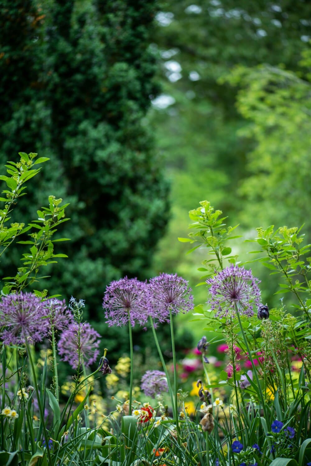 Purple allium flowers and lush greenery in a vibrant garden setting. - Home Instead