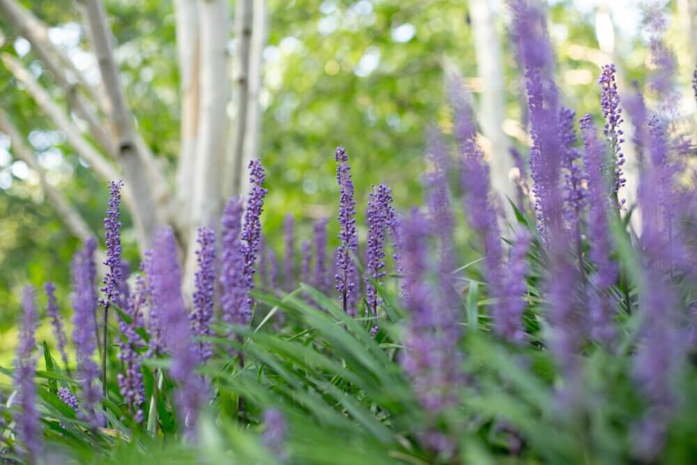Close-up of vibrant purple flowers with lush green foliage and tree trunks blurred in the background. - Home Instead