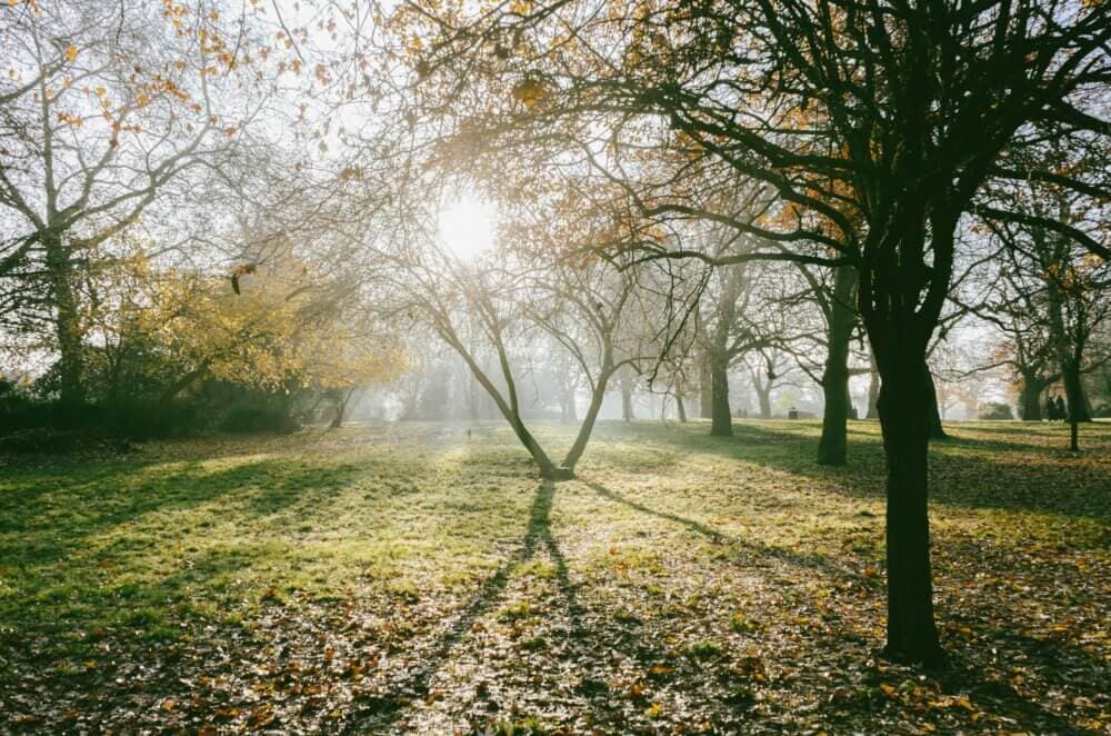 Sunlight filtering through trees in a misty, autumn park creating long shadows on the grass. - Home Instead